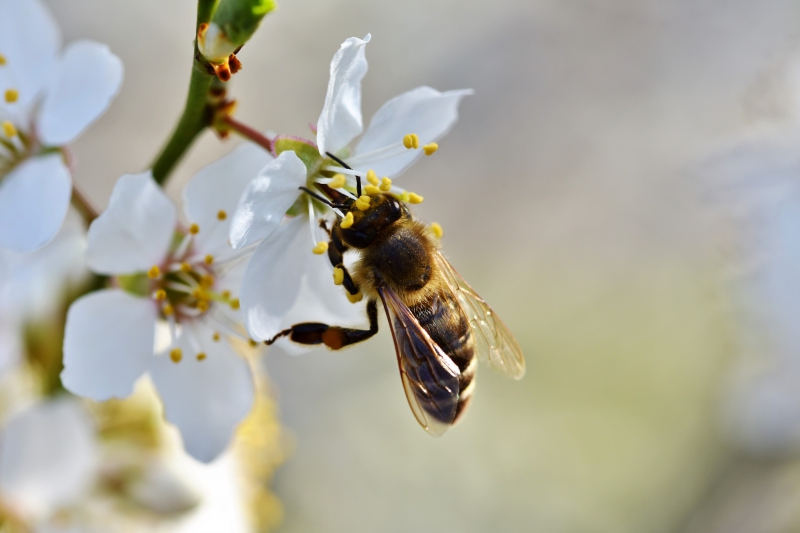 jardinerie-PEYMEINADE-min_bee-4092986